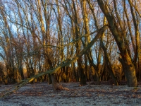 Ártéri fák (Duna, 2020. február 1.)