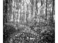Álom-erdő - Lomográf tájkép - Ljubitel 166B-vel, hagyományos, filmre készített tájkép.