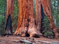 Óriások - Sequoia Nemzeti Park (USA)