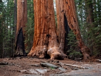 Óriások lába - Sequoia Nemzeti Park (USA)