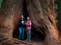 Óriások földjén - Sequoia Nemzeti Park (USA)