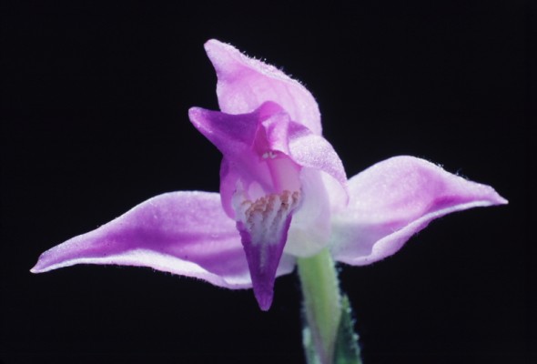 Képajánló: Hazai vadon élő orchideák
